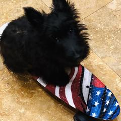 Scottish Terriers from Mary’s Scotty’s of Yorba