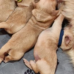 Golden Retriever Puppies from Golden Ratio Retrievers