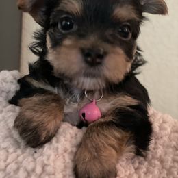 Yorkshire Terrier Puppies from Buddha Babies Yorkshire Terriers