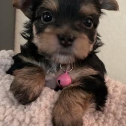 Yorkshire Terrier Puppies from Buddha Babies Yorkshire Terriers