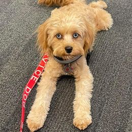 Bernedoodle, Cavapoo, Cockapoo, and Goldendoodle All Grown Up from Farquharson's Poodles&Doodles