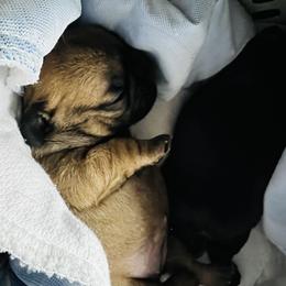 French Bulldog Puppies from Stratton Kennel
