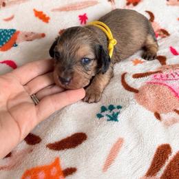 Caroline - Cream female Dachshund puppy in Molino, Florida from Dooney's Dachshunds