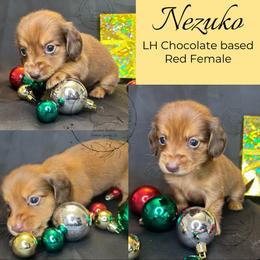 Nezuko - Chocolate female Dachshund puppy in Denham Springs, Louisiana from Rockin’ with Dachshunds