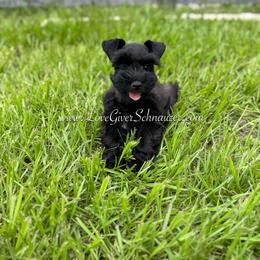 Miniature Schnauzer Puppies from Love Giver Schnauzers