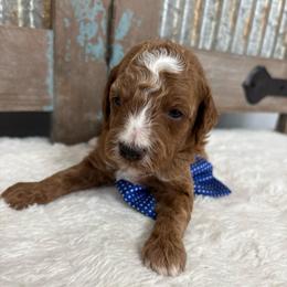 Aladdin - Red  male Goldendoodle puppy in Calico Rock, Arkansas from Cottrell’s Poodles & Doodles