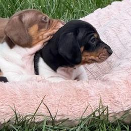 Kenzie AKC - Piebald female Dachshund puppy in Sacramento, California from Valentina's mini  AKC Dachshunds