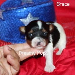AKC Grace - Black tan and white female Biewer Terrier puppy in Kennesaw, Georgia from Dreamy Pups