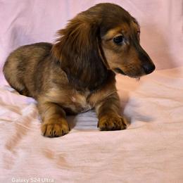 Juliet - Red female Dachshund puppy in Tonopah, Arizona from Desert Diamond Dachshunds