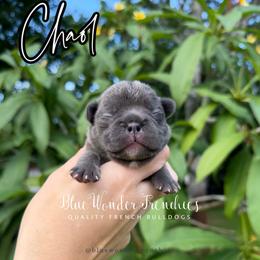 Chaol Westfall - Blue male French Bulldog puppy in Loxahatchee, Florida from Blue Wonder Frenchies