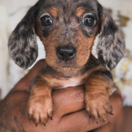 Boy 3 - Dapple male Dachshund puppy in Los Angeles, California from Mini Doxies R Us