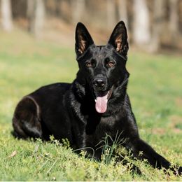 Ash - German Shepherd