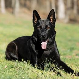 Ash - German Shepherd