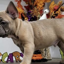 French Bulldogs from Roll Tide French Bulldogs