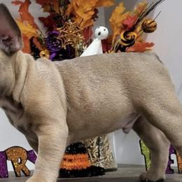 French Bulldogs from Roll Tide French Bulldogs