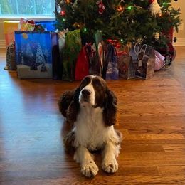 English Springer Spaniel All Grown Up from RedDoor English Springer Spaniels