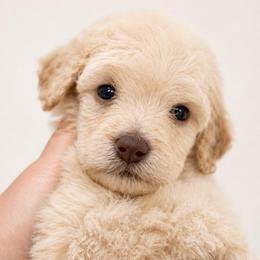 Muffin - Cream female Poodle puppy in Grovetown, Georgia from PND Kennel