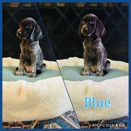 Blue - Liver female German Shorthaired Pointer puppy in Arkadelphia, Arkansas from Concordia