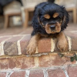 Cavalier King Charles Spaniel Puppies from Carter Woods Cavaliers
