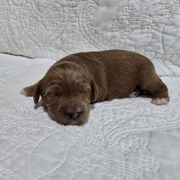 Alexandria - Red  female Goldendoodle puppy in Floyd, Virginia from Hearts and Paws Poodles and Doodles