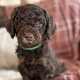 Wilson Family's Mulligan - Phantom female Goldendoodle puppy in Norman, Oklahoma from Wilson Family Companions