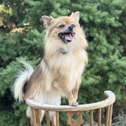 Pomeranian puppies from Cherrywell Carnivora