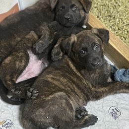 Dutch Shepherd Puppies from Sugar Island Dutch Shepherds