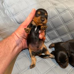 Abe - Black and tan male Dachshund puppy in Florence County, South Carolina from Modern Family Standards