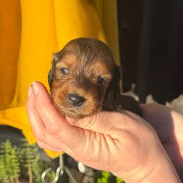Shaded Red Male - Red male Dachshund puppy in Santa Rosa, California from Signature Mini Dachshunds