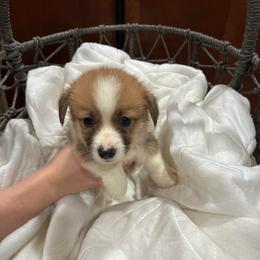 Faithful - Red male Pembroke Welsh Corgi puppy in Delton, Michigan from CorGizmo