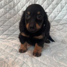 Boy 2 - Black and tan male Dachshund puppy in Galax, Virginia from Dells  Dachshund’s