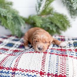 Icesprig - Red  female Goldendoodle puppy in Greencastle, Indiana from Willow & Co.