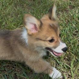 AKC Green - Red male Pembroke Welsh Corgi puppy in Summerfield, Florida from Promise Land Farm