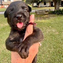 Female 5 - Black brindle female Dutch Shepherd puppy in Raceland, Louisiana from Fontana Farm