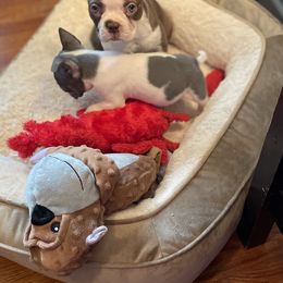 Boston Terrier Puppies from Angie's Little Bostons