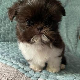 Bennett - Liver and white male Shih Tzu puppy in Hematite, Missouri from Free Range Shih Tzus