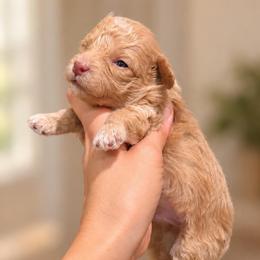 Ash - Cream male Goldendoodle puppy in Millville, California from Hope Lane Kennels