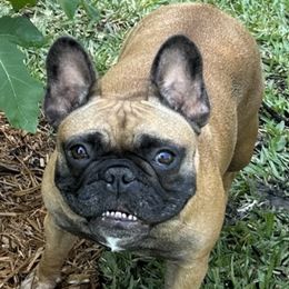 Gia - French Bulldog