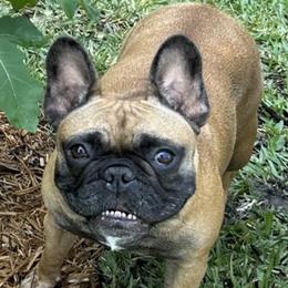 Gia - French Bulldog