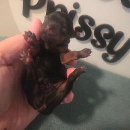Boy 2 - Black and tan male Yorkshire Terrier puppy in Clermont, Florida from Bella's Prissy Butts
