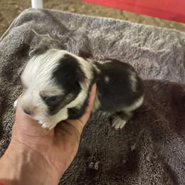 Little blue merle g - Blue merle female Toy Australian Shepherd puppy in Springfield, Missouri from Donnie's Miniature & Toy Australian Shepherds