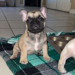 French Bulldog Puppies from MaFrenchiesBadandBoujee