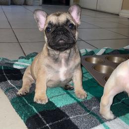 French Bulldog Puppies from MaFrenchiesBadandBoujee