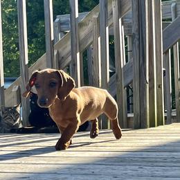 Dachshund Puppies from Mahzian Miniature Dachshunds