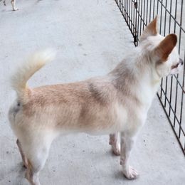 Chihuahua puppies from Dynasty Farms AKC Chihuahuas