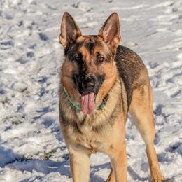 Maverick - German Shepherd