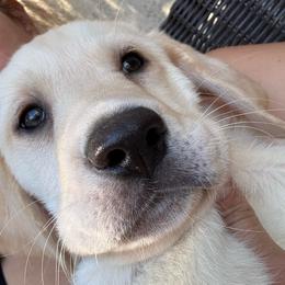 Forest - Yellow male Labrador Retriever puppy in Mission Viejo, California from Loving Puppy House