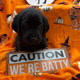 Blue - Black male Labrador Retriever puppy in Heath Springs, South Carolina from Rich Hill Retrievers