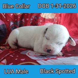 LUA BLACK SPOT BOY - White and black male Dalmatian puppy in Perry, Michigan from Mid-Michigan Dalmatians