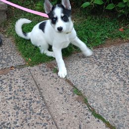 Companion Cross and Siberian Husky Puppies from High Mountain Crosses